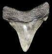 Bargain Angustidens Tooth - Megalodon Ancestor #45819-1